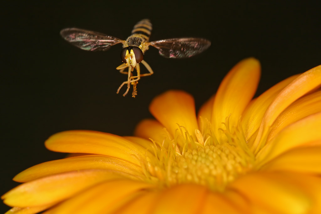 Wespenfliege über Blüte