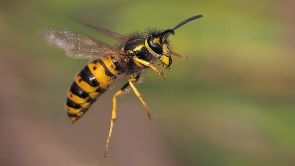 Wespenflug Foto & Bild tiere, wildlife, insekten Bilder auf