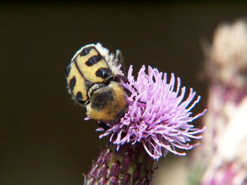 Wespenkäfer - Köpfchen in die Blume, Schwänzchen in die Höh