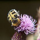 Wespenkäfer - Köpfchen in die Blume, Schwänzchen in die Höh