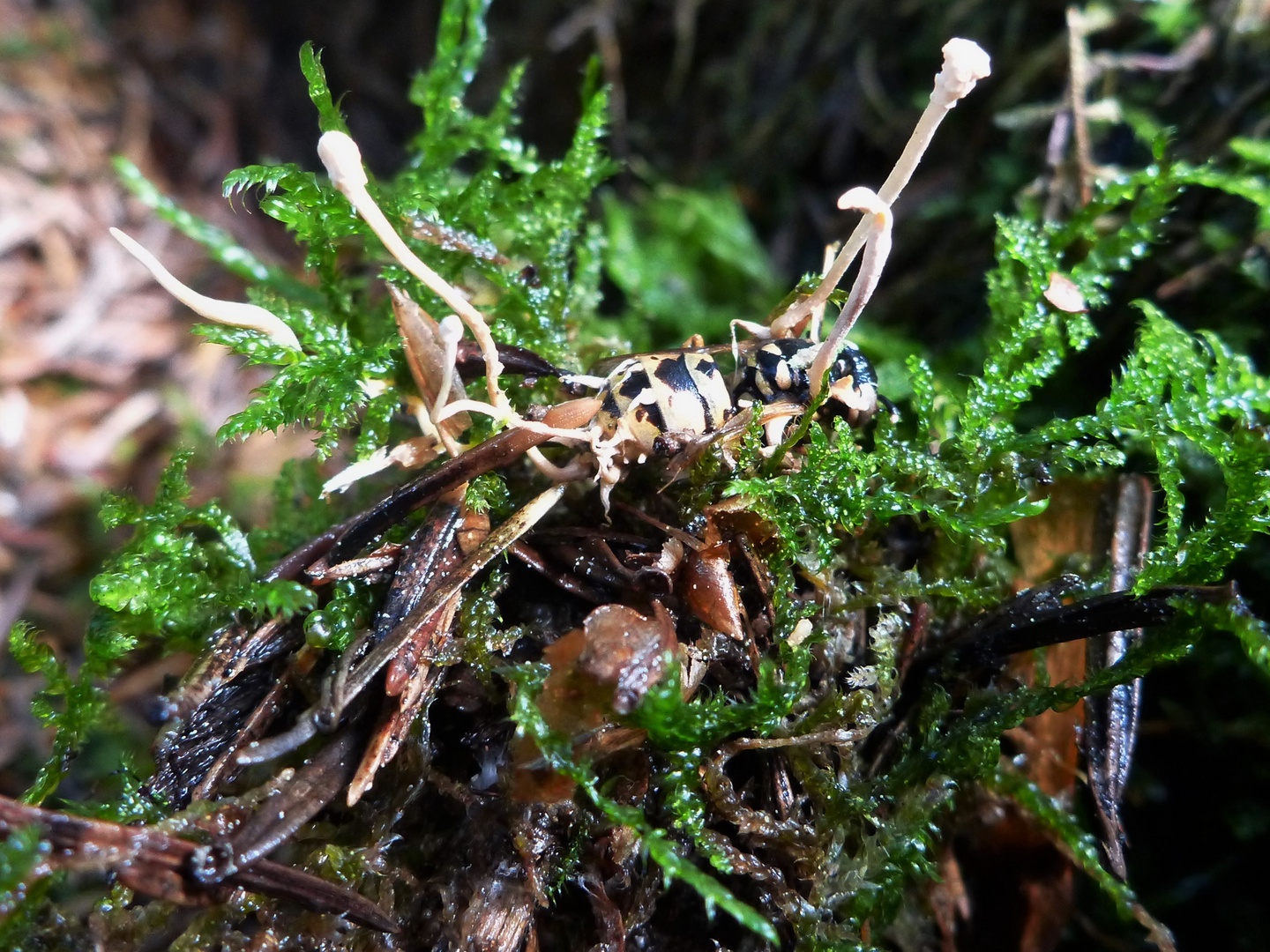 Wespenkernkeule (Ophiocordyceps sphecocephala)