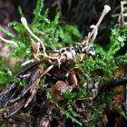 Wespenkernkeule (Ophiocordyceps sphecocephala)