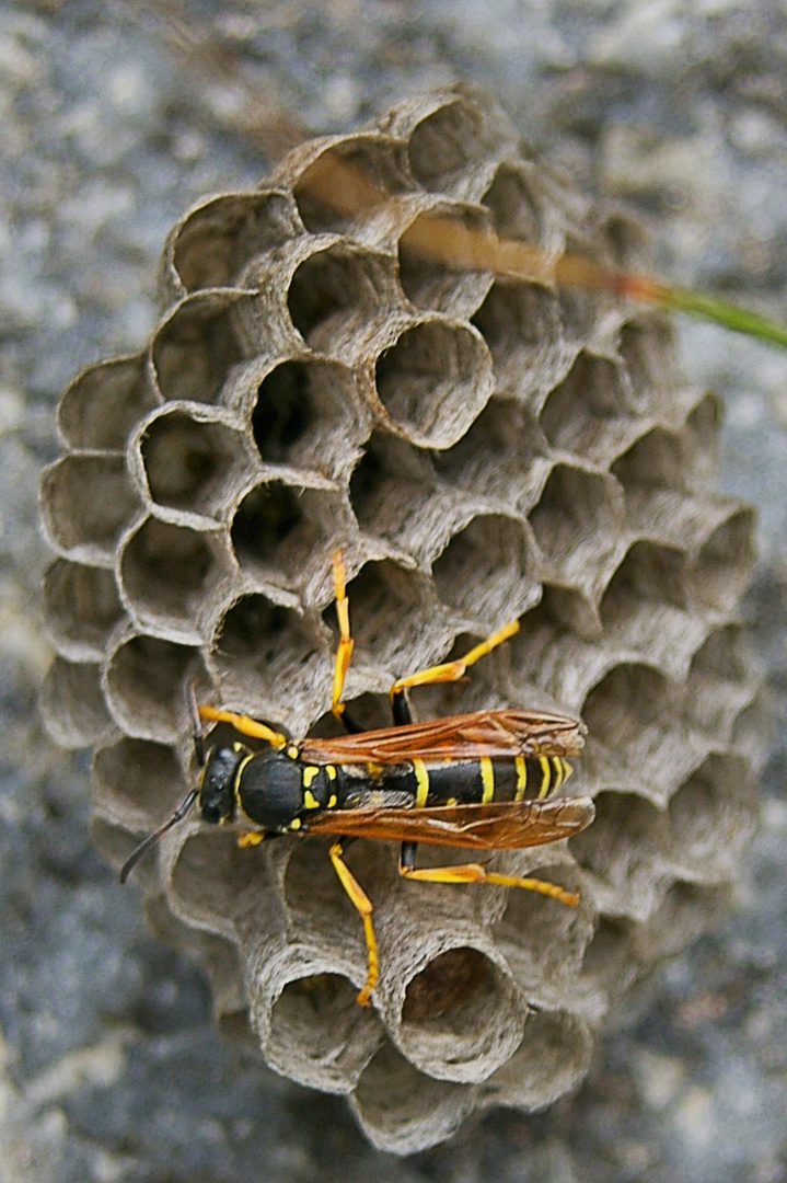 Wespenkönigin