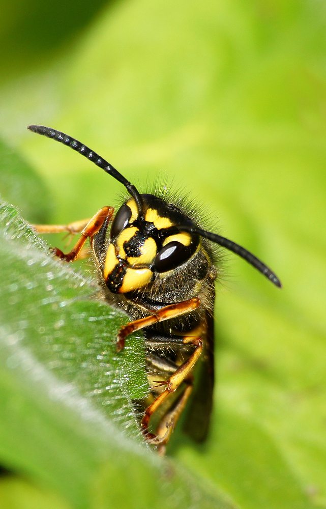 Wespenkönigin der Deutschen Wespe (Paravespula germanica)