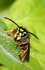 Wespenkönigin der Deutschen Wespe (Paravespula germanica)