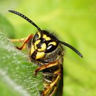 Wespenkönigin der Deutschen Wespe (Paravespula germanica)