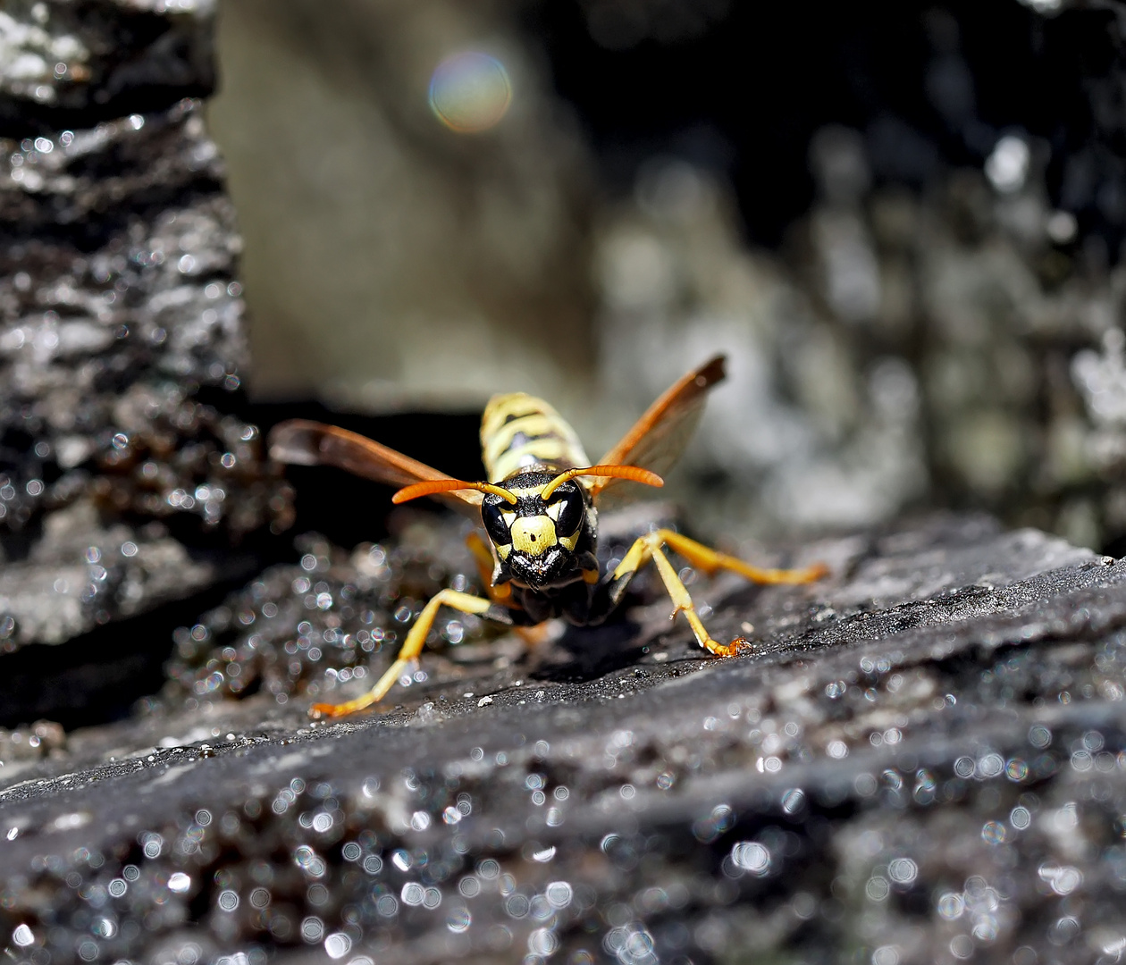 Wespenkönigin, eine Gallische Feldwespe (Polistes dominula), auf klitschnassem Felsen! Bild 1 *