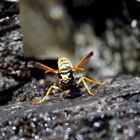 Wespenkönigin, eine Gallische Feldwespe (Polistes dominula), auf klitschnassem Felsen! Bild 1 *