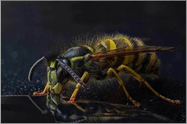Wespenmakro