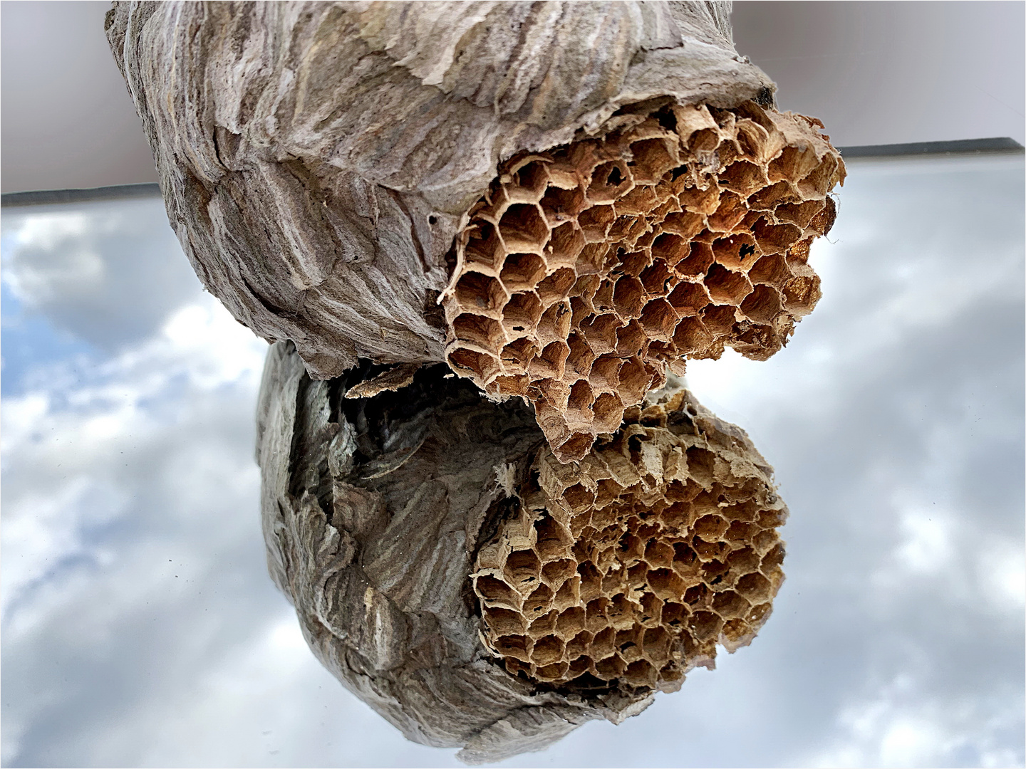 Wespennest Foto &amp; Bild | natur, insekten, wildlife Bilder auf fotocommunity
