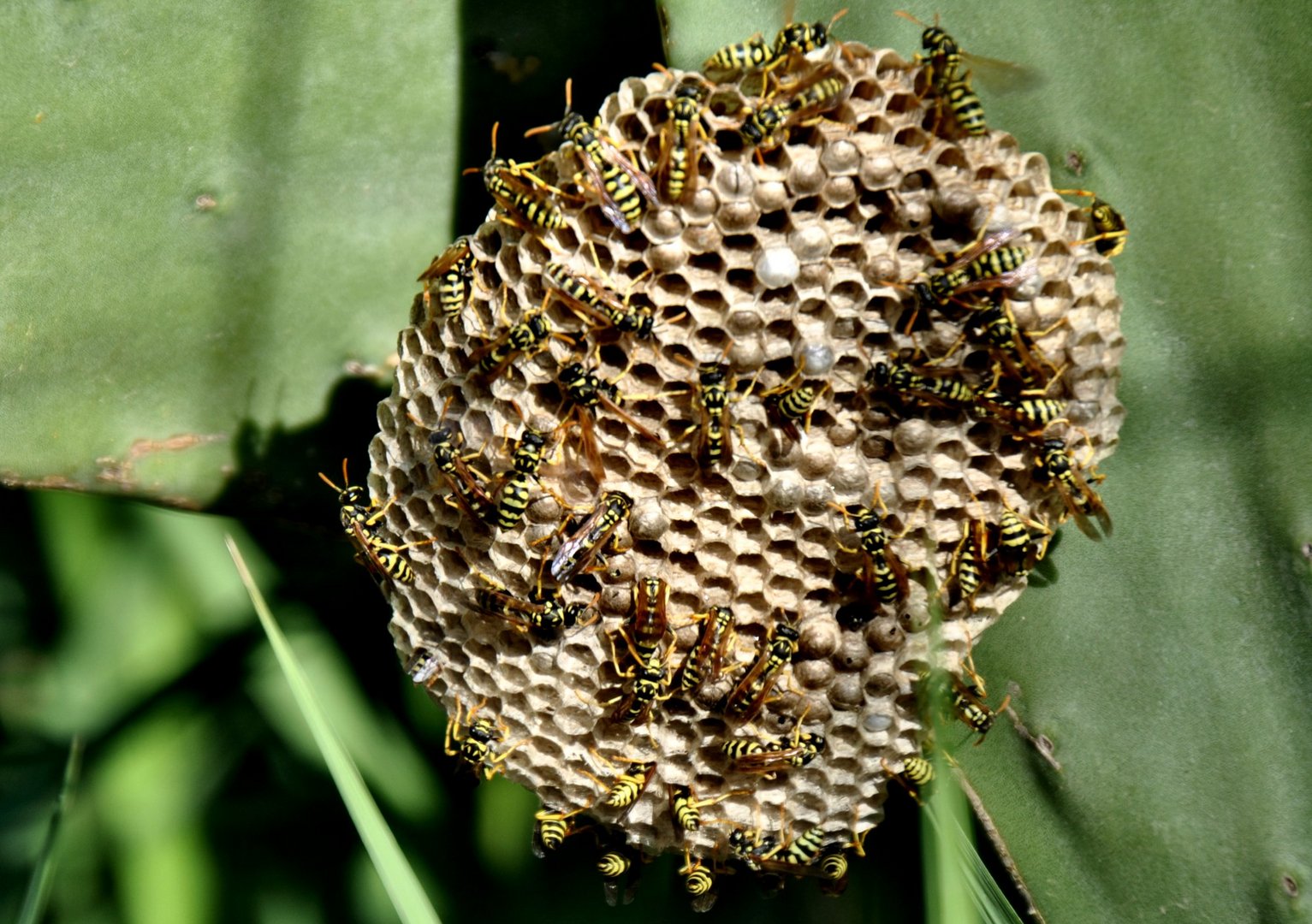 Wespennest Foto &amp; Bild | tiere, wildlife, insekten Bilder auf fotocommunity