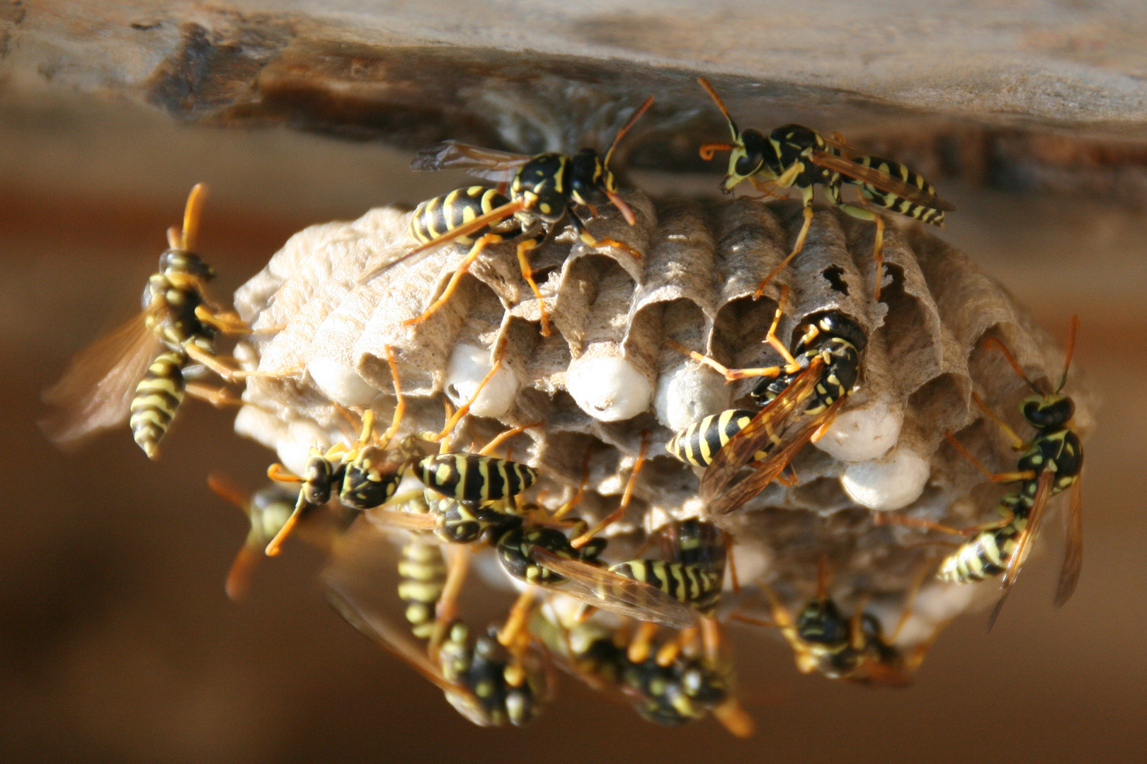 Wespennest Foto & Bild tiere, wildlife, insekten Bilder auf