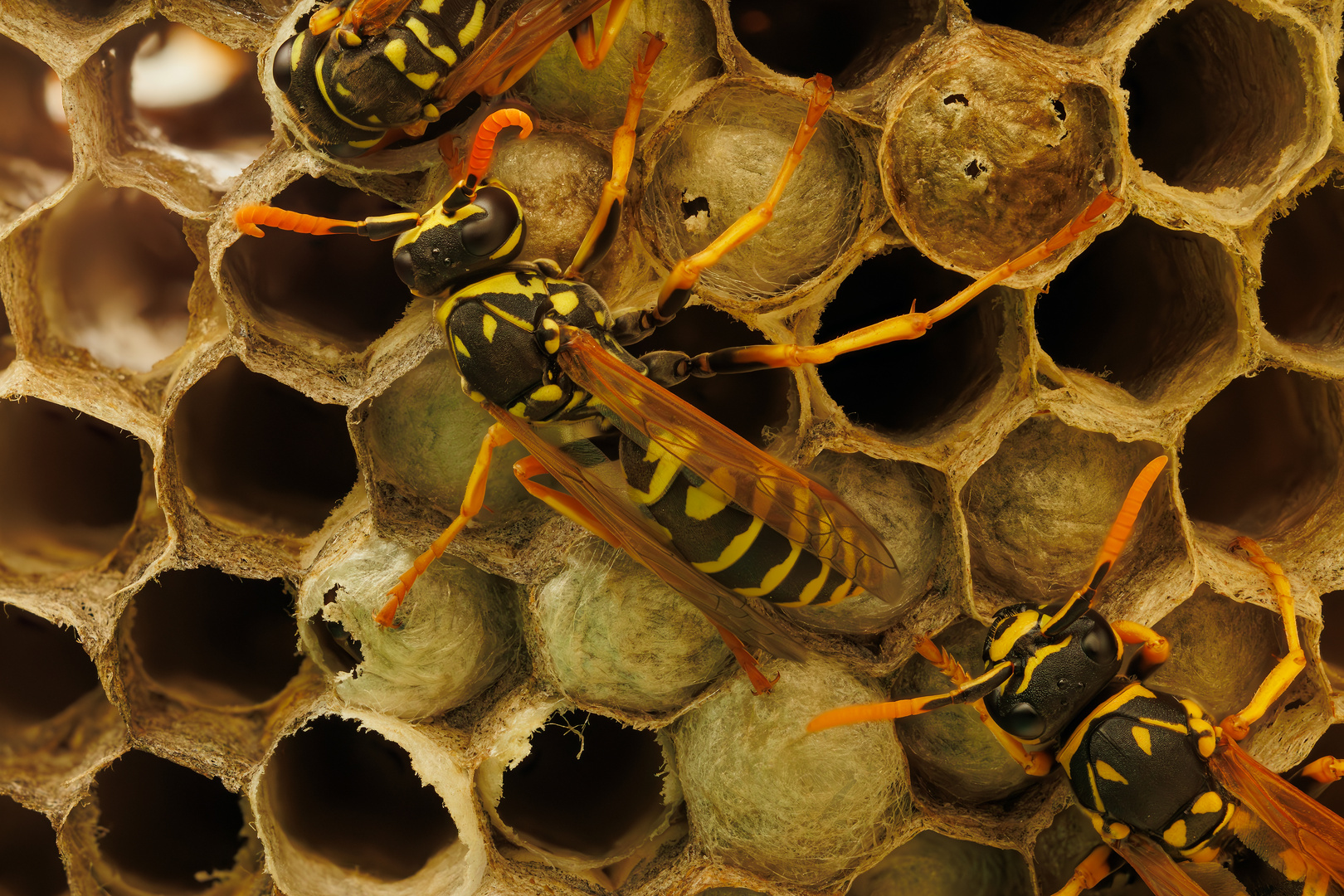 Wespennest Foto &amp; Bild | tiere, wildlife, insekten Bilder auf fotocommunity