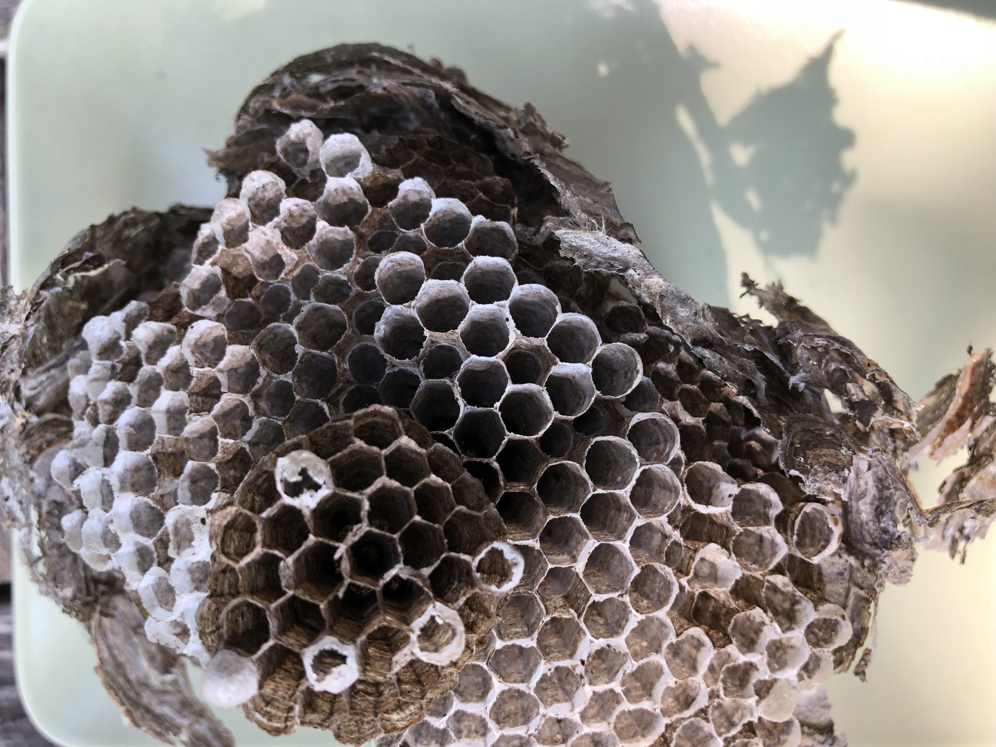 Wespennest Aus Dem Garten Foto Bild Tiere Wildlife Insekten