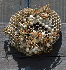 Wespennest: Ein friedlicher Tür – Schmuck