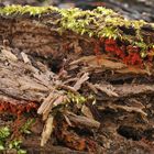 Wespennest – feuerrote Schönheit im Wald 02