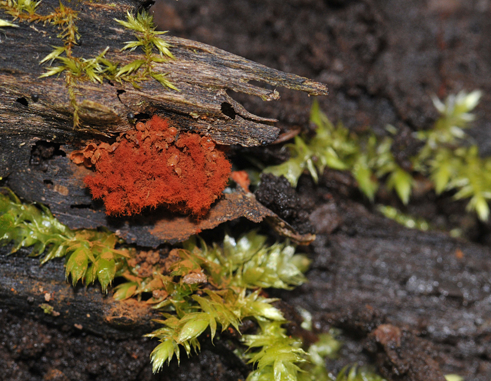 Wespennest – feuerrote Schönheit im Wald 03