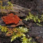 Wespennest – feuerrote Schönheit im Wald 03