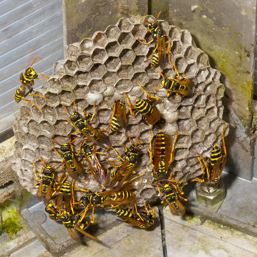 Wespennest im Gewächshaus Foto &amp; Bild | tiere, wildlife, insekten ...