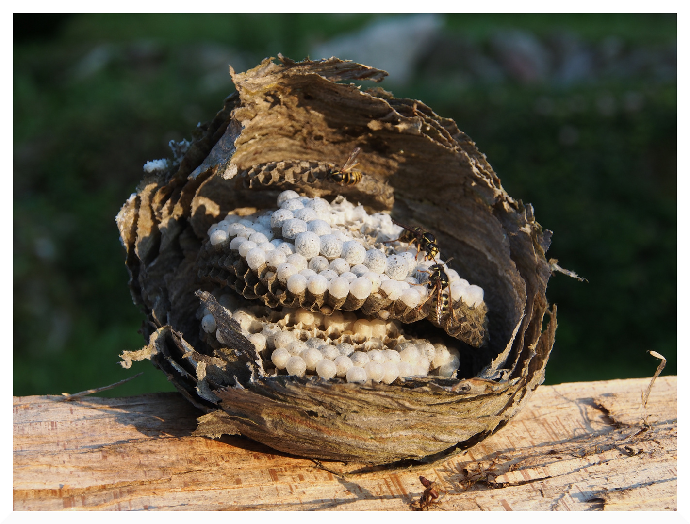 Wespennest Portrait Foto &amp; Bild | tiere, wildlife, insekten Bilder auf ...
