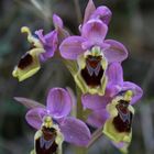 Wespenragwurz (Ophrys tenthredinifera)