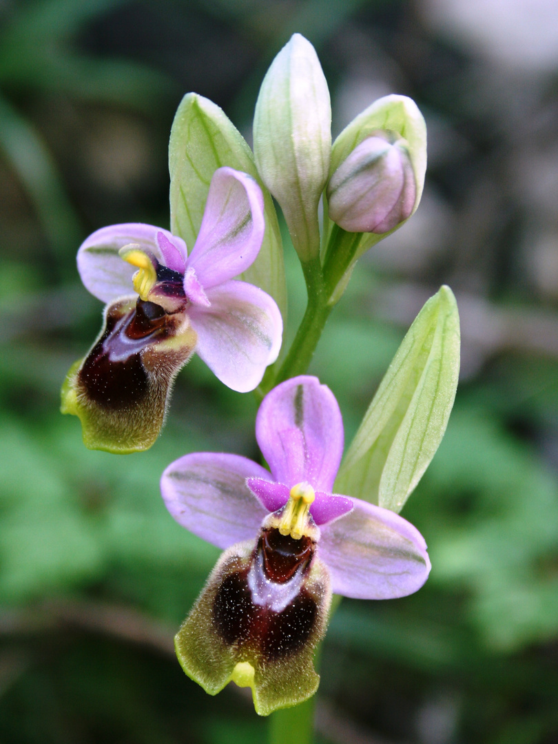 Wespenragwurz (Ophrys tenthredinifera)