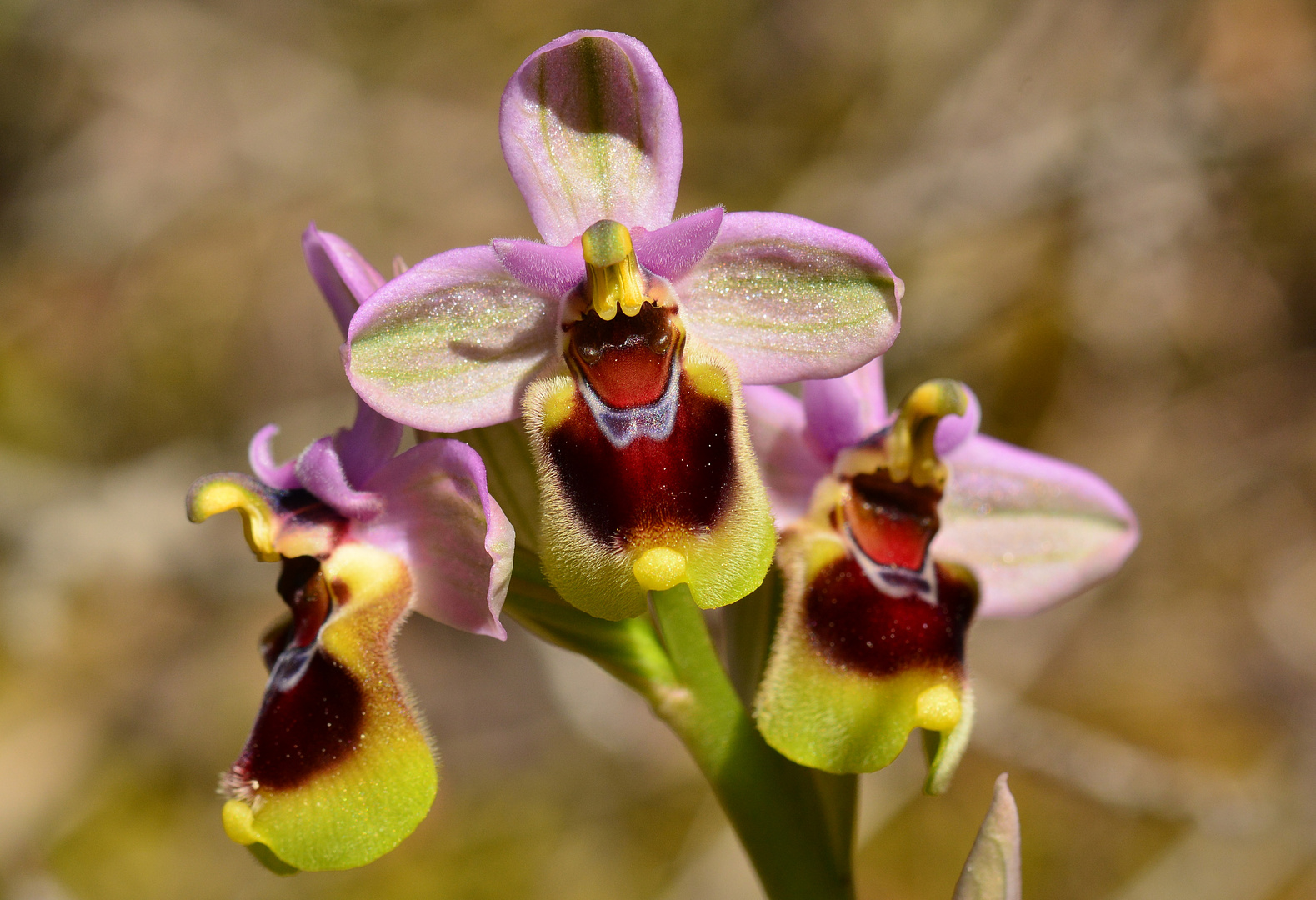 Wespenragwurz (Ophrys tenthredinifera) - Mallorca 5.4.2017