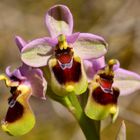 Wespenragwurz (Ophrys tenthredinifera) - Mallorca 5.4.2017