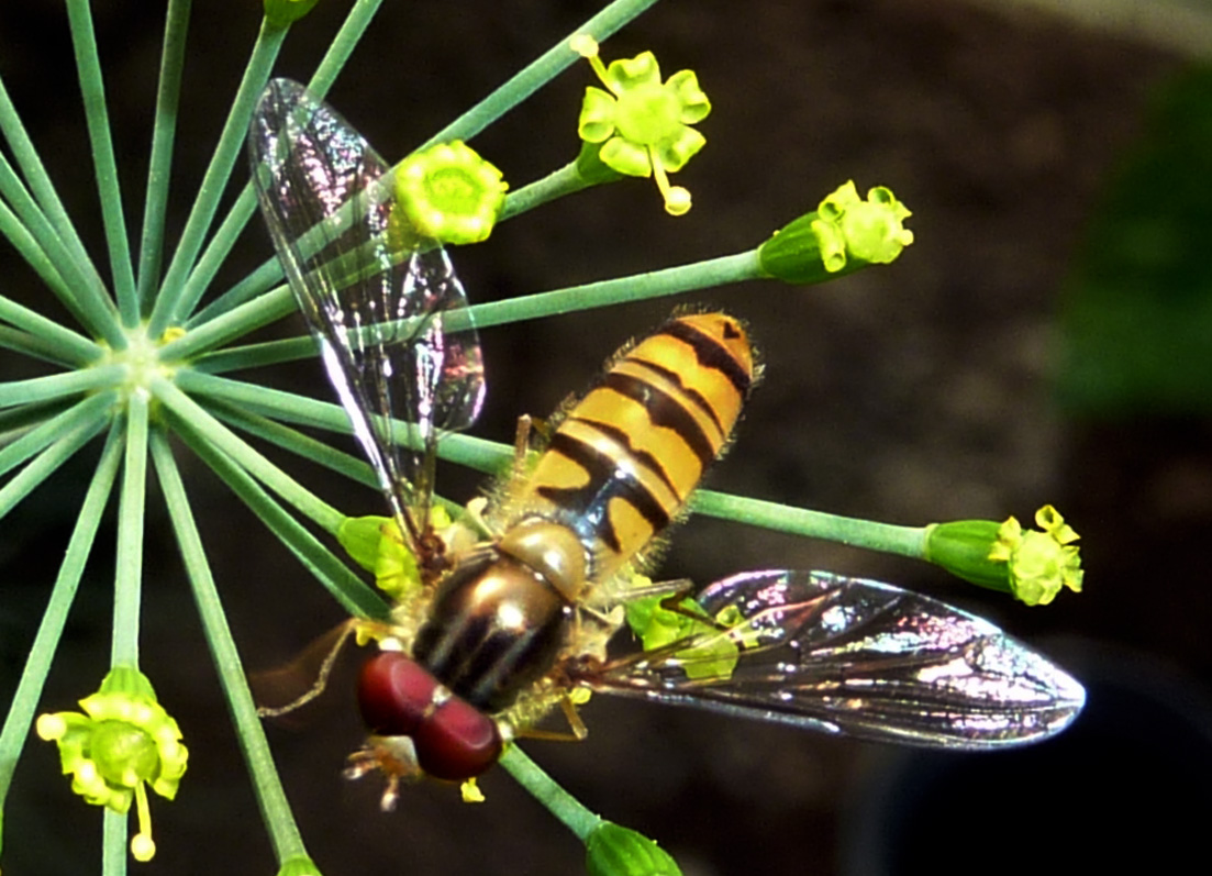 Wespenschwebfliege (Chrysotoxum cautum)