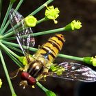 Wespenschwebfliege (Chrysotoxum cautum)