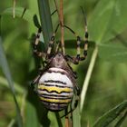 Wespenspinne (2017_08_04_EOS 6D_5416_ji)