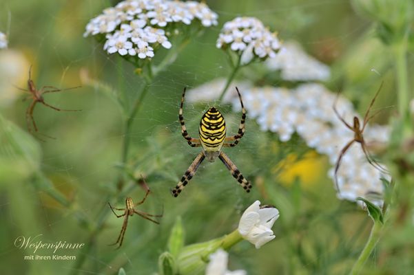 Wespenspinne