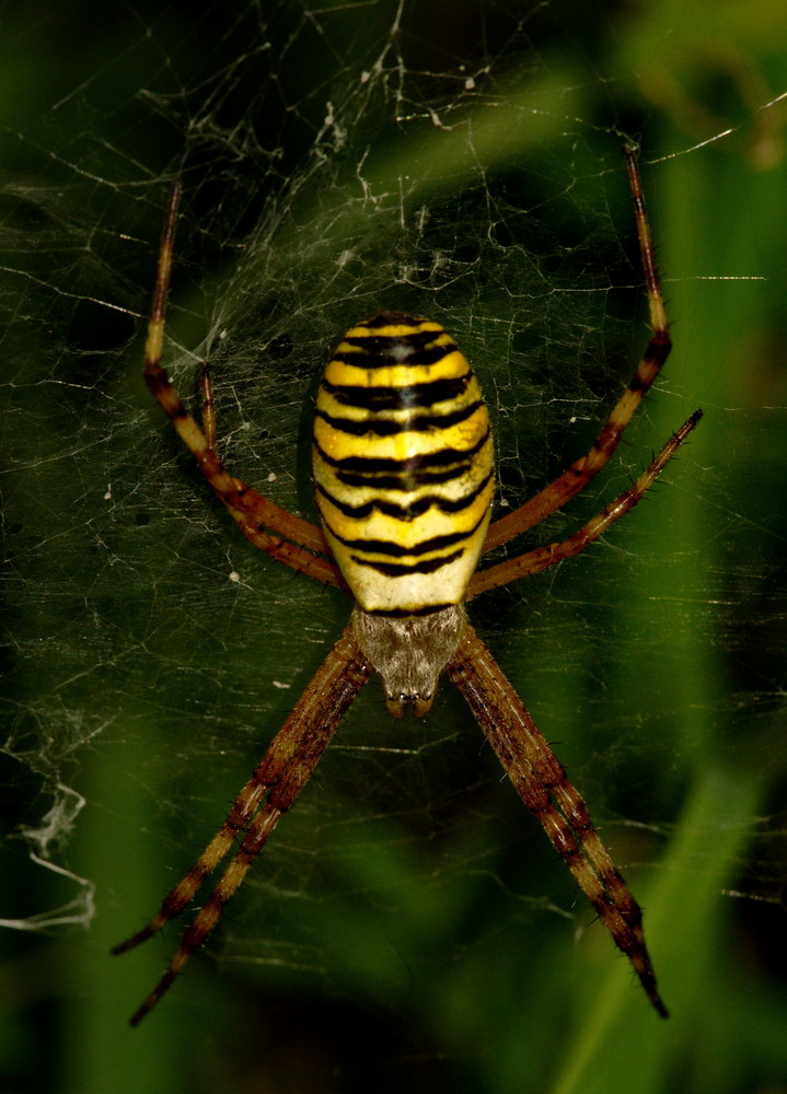 Wespenspinne Agriope bruennichi