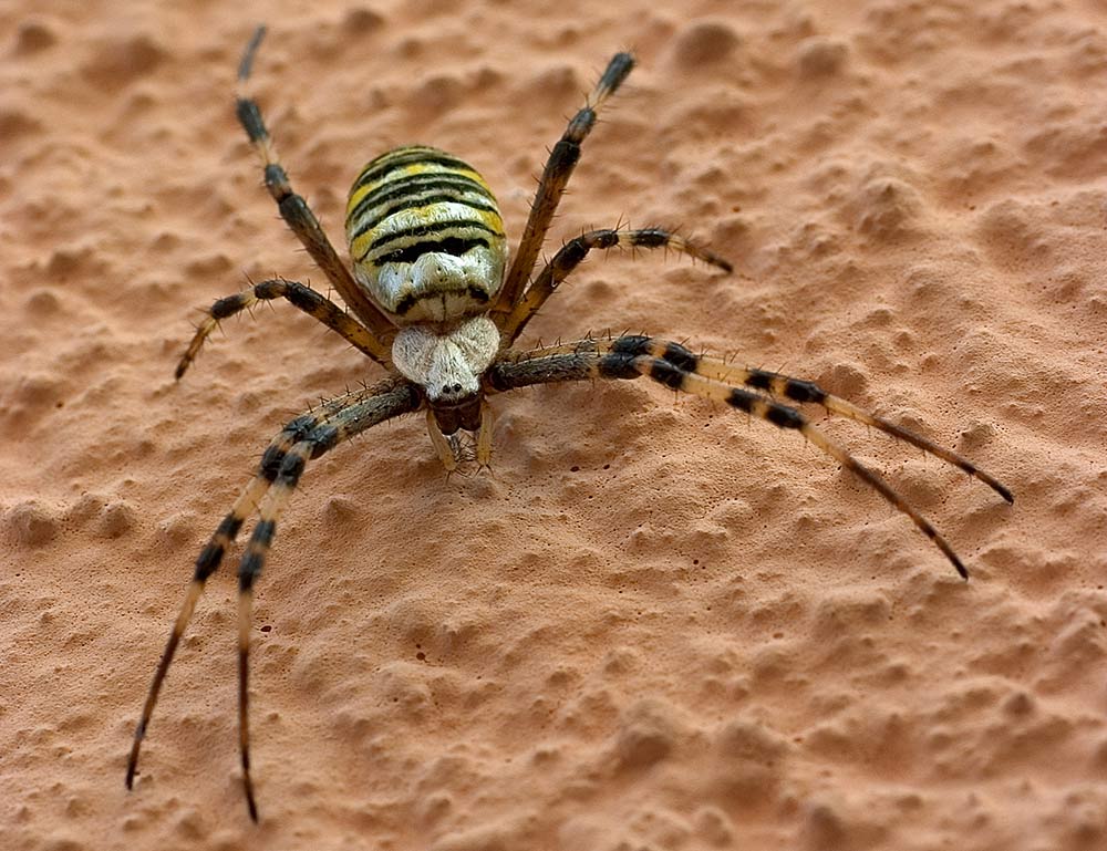 Wespenspinne (Argiope Bruenichi).....