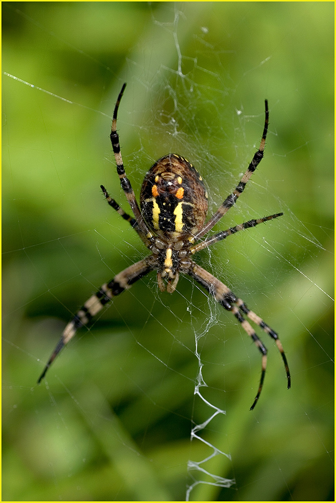 Wespenspinne (Argiope Bruenichi)......Backside