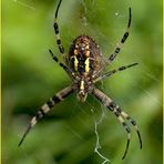 Wespenspinne (Argiope Bruenichi)......Backside