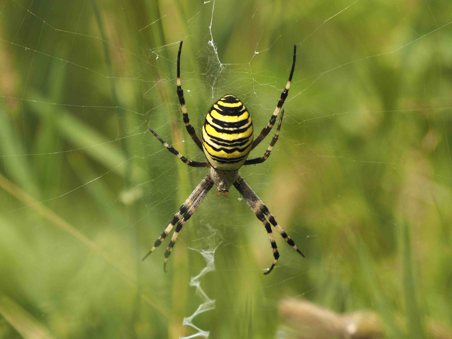 WESPENSPINNE ( Argiope bruennechii )