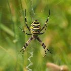 WESPENSPINNE ( Argiope bruennechii )