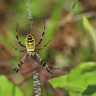 Wespenspinne ( Argiope bruenneichi ) vorm Netz