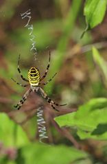 Wespenspinne ( Argiope bruenneichi ) vorm Netz