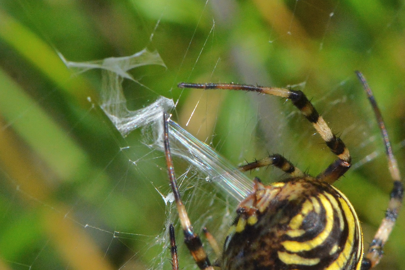 Wespenspinne, Argiope bruenniche