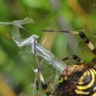 Wespenspinne, Argiope bruenniche