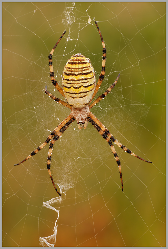 Wespenspinne (Argiope bruennichi)