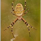 Wespenspinne (Argiope bruennichi)