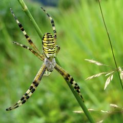 Wespenspinne (Argiope bruennichi)