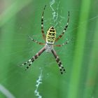 Wespenspinne (Argiope bruennichi)