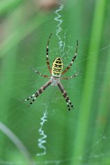 Wespenspinne (Argiope bruennichi)