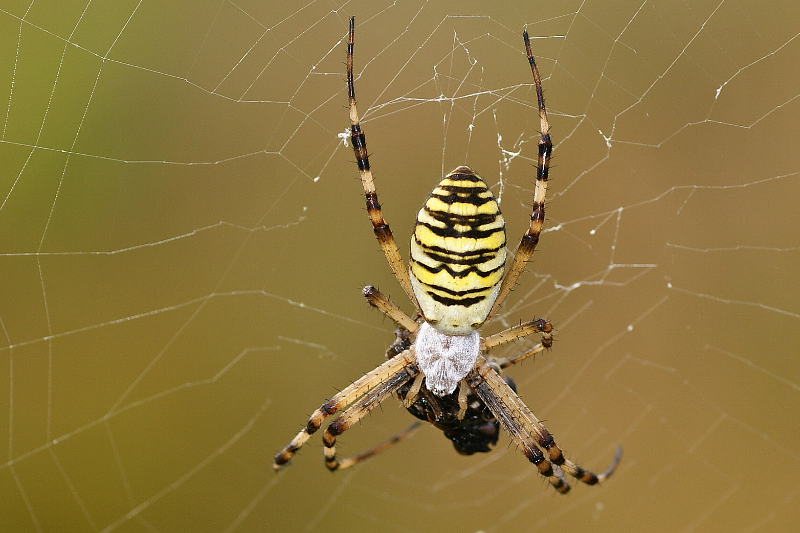 Wespenspinne (Argiope bruennichi)