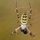 Wespenspinne (Argiope bruennichi)