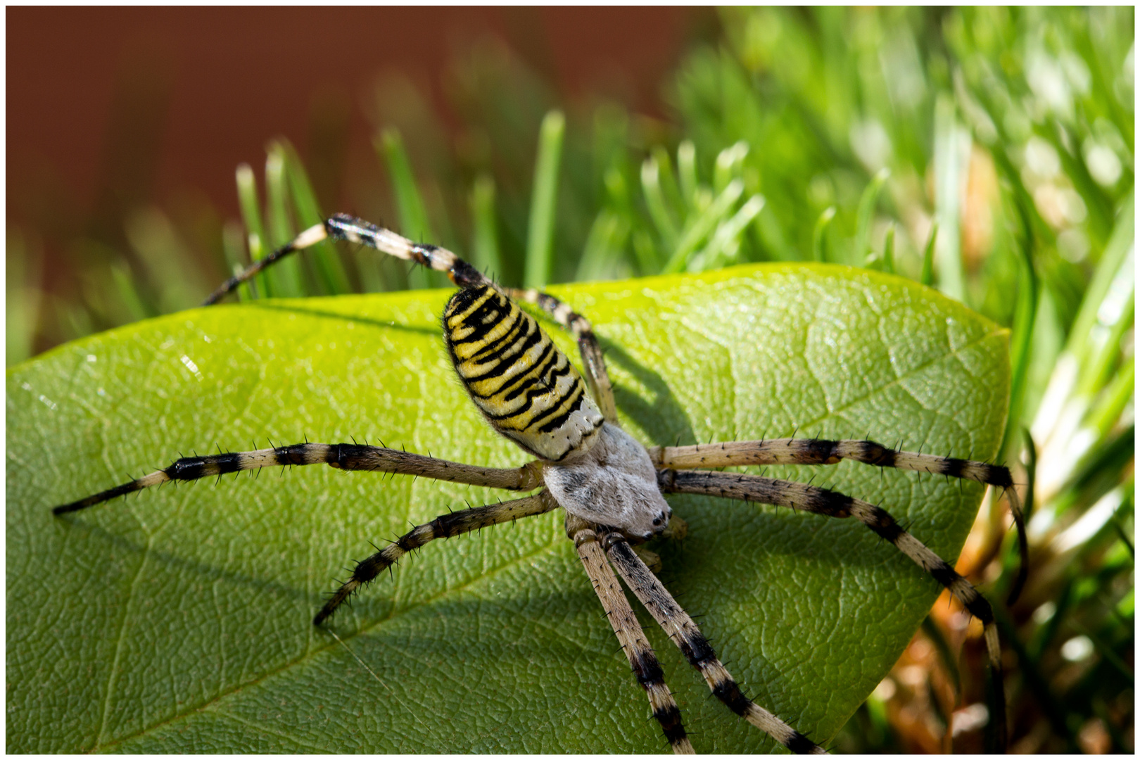 Wespenspinne (Argiope bruennichi) ~1~